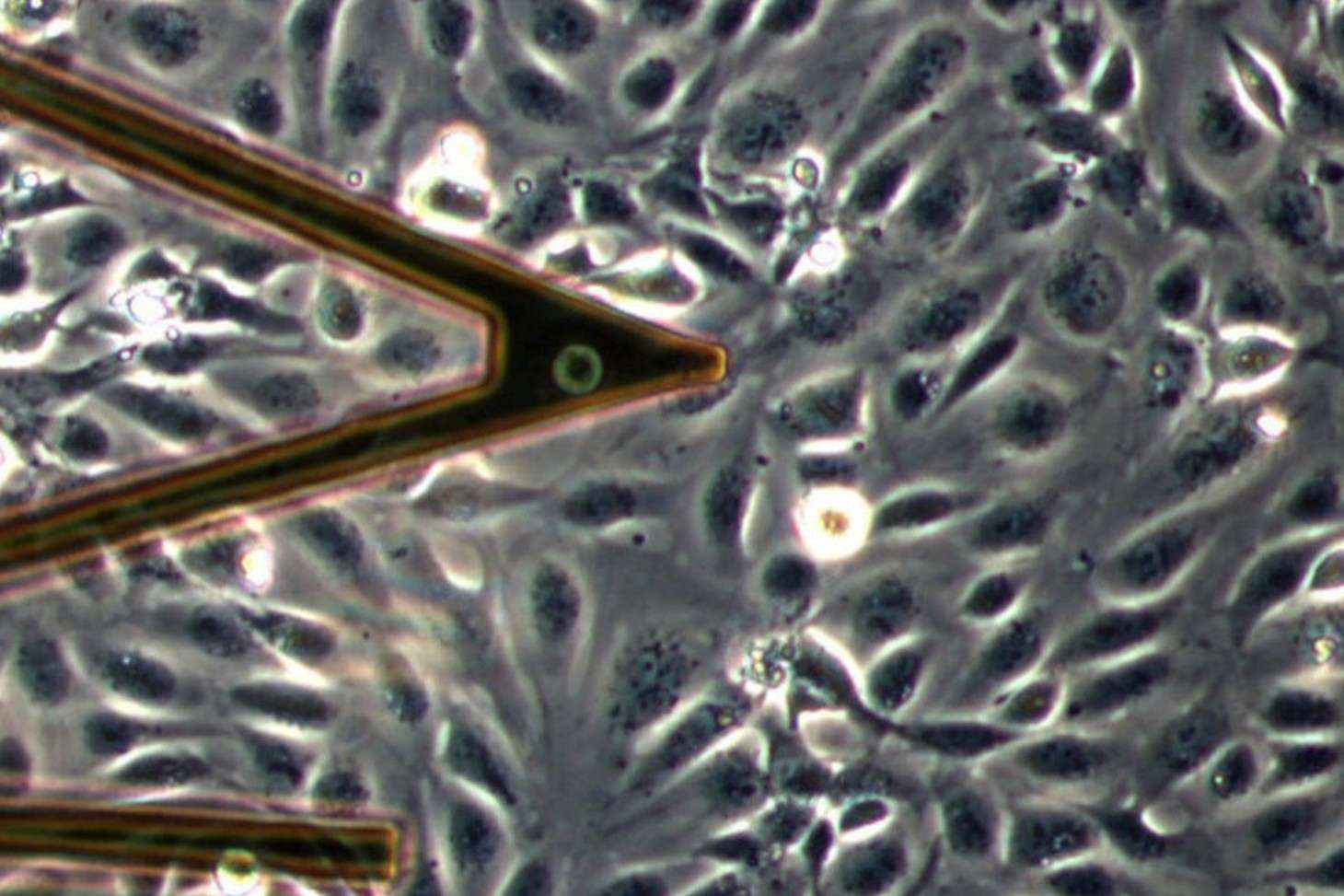 couche de cellules avec pointe AFM