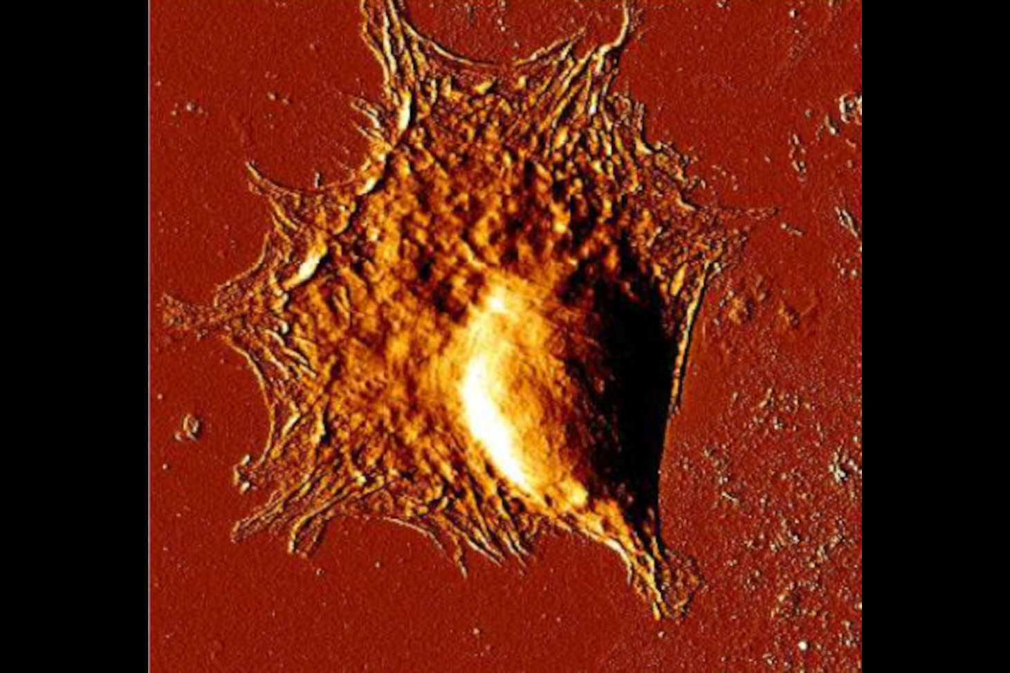 topographie de cellule mesurée par AFM